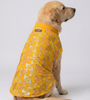 Skatrs Maharaja Handcrafted Sherwani for Dogs and Cats (Sunshine Gold) Both-Clothing & Accessories Skatrs