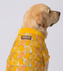Skatrs Maharaja Handcrafted Sherwani for Dogs and Cats (Sunshine Gold) Both-Clothing & Accessories Skatrs