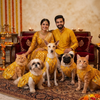 Skatrs Maharani Handcrafted Sherwani for Dogs and Cats (Sunshine Gold) Both-Clothing & Accessories Skatrs