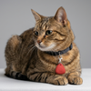 Skatrs PawGlow LED Charm (Red) Pet Parent-Gifting & Merch Skatrs