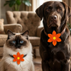 Skatrs Flower Bow for Dogs and Cats (Orange) Both-Clothing & Accessories Skatrs