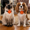 Skatrs Flower Bow for Dogs and Cats (Orange) Both-Clothing & Accessories Skatrs S