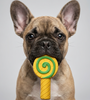 Skatrs Lollipop Latex Chew Toy for Dogs (Yellow)