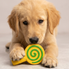 Skatrs Lollipop Latex Chew Toy for Dogs (Yellow)