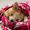 Skatrs Dog Print Blanket for Pets & Humans (Pink) Both-Bedding, Mats & Travel Supplies Skatrs