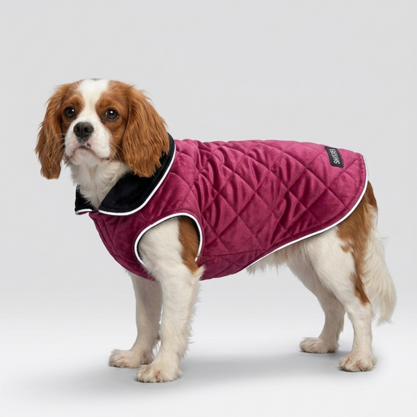 Skatrs Reversible Velvet Jacket for Dogs and Cats (Maroon/Black)