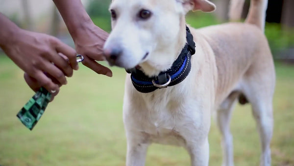 Barkbutler x Fofos Plush Racoon Poop Bags for Dogs and Cats