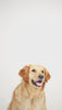Kennel Kitchen Air Dried Chicken and Mackerel Puppy & Adult Dog Dry Food (All Life Stage) Dogs- Dry Food Kennel Kitchen