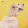 Ruffwear Top Rope Collar for Dogs (Seafoam) Dogs-Collar, Leashes, harnesses Ruffwear Dropship