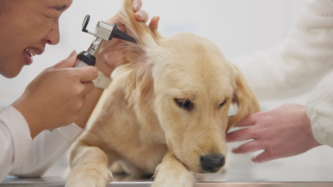 Vivaldis Clearify Ear Cleanser (Tris EDTA) for Dogs & Cats (100ml) Both-Pharmacy Vivaldis Pharmacy