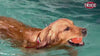 Trixie Hedgehog Ball Vinyl Toy for Dogs (Orange) Dogs-Toys Trixie