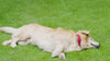 Yummytails Chicken and Fish Premium Adult Medium and Large Dog Dry Food Dogs- Dry Food Yummytails