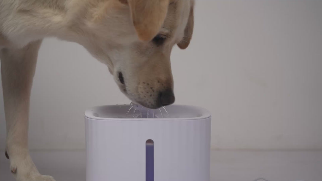 Skatrs Water Fountain with Adapter for Dogs and Cats (White) Rewards Both-Bowls & Feeders Skatrs