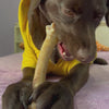 FloofYou Air Dried Goat Marrow Bone Chew Dog Treats Dog Treats + Others FloofYou