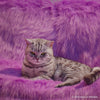 Whiskas Tasty Mix Chicken Tuna with Sweet Potato Kitten Cat Wet Food