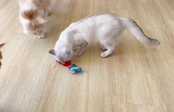 Barkbutler x Fofos Holiday Interactive Car Toy for Cats (Red)