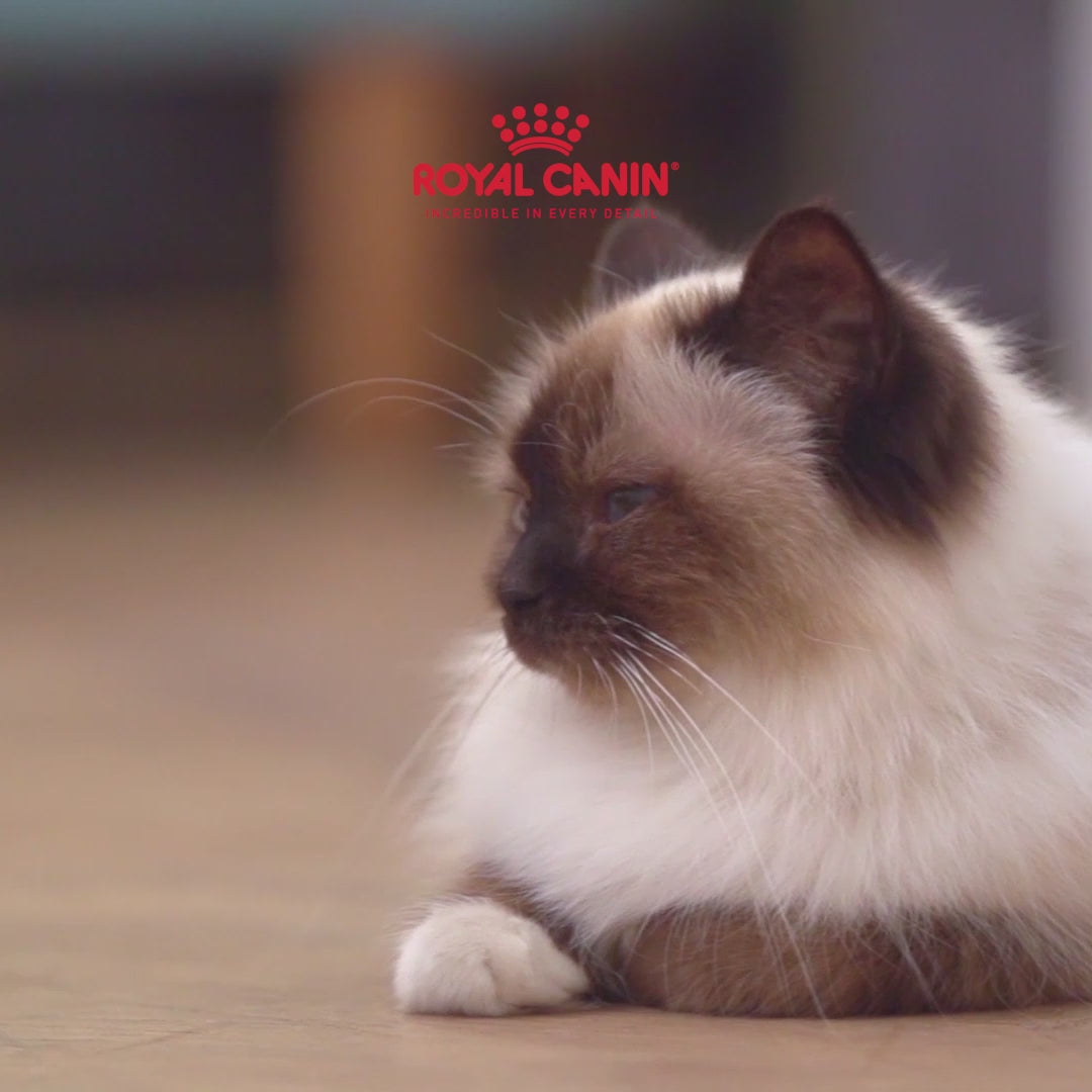 Royal Canin Sterilised/Neutered Gravy Adult Cat Wet Food Cats-Wet Food Royal Canin