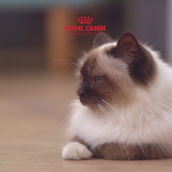 Royal Canin Sterilised/Neutered Gravy Adult Cat Wet Food
