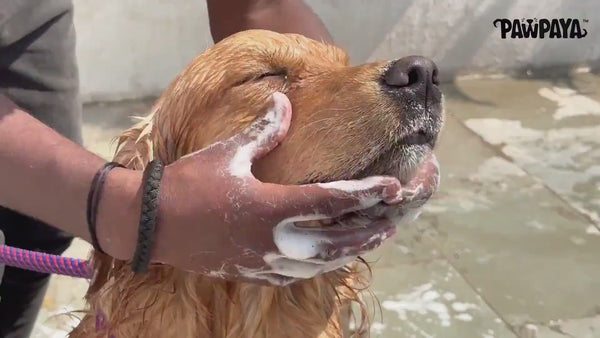Pawpaya Long Coat Shampoo for Dogs