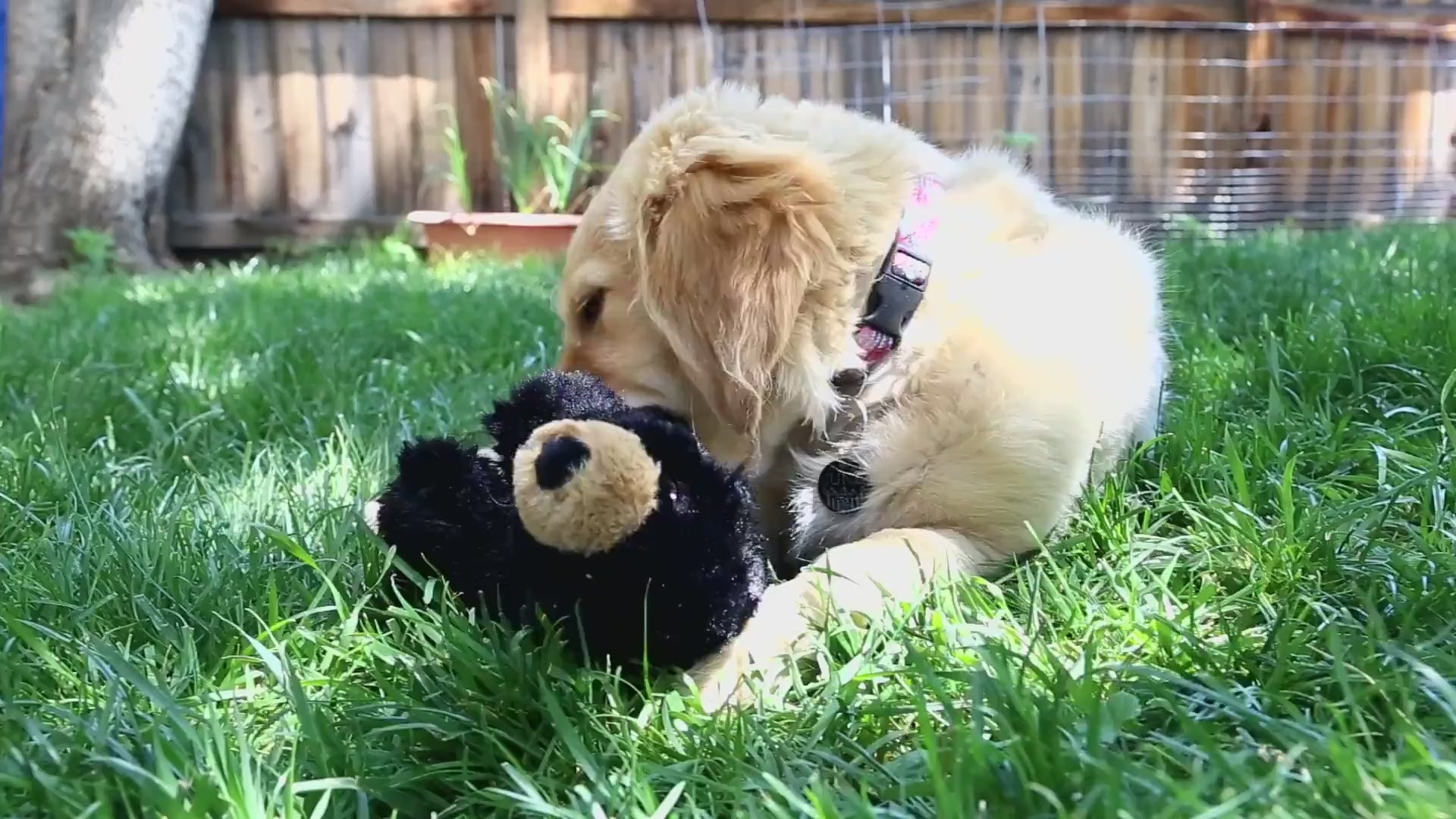 Kong Comfort Kiddos Lion Toy for Dogs | For Medium Chewers