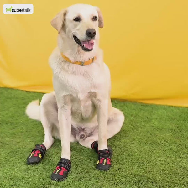 Trixie Walker Active Protective Boots for Dogs (Black, Set of 4)
