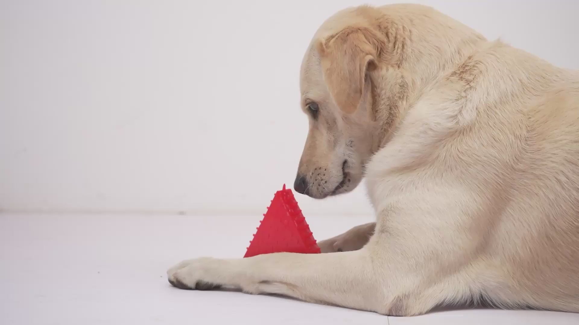 Skatrs Watermelon Shaped Ice Cooling Toy for Dogs & Cats (Green/Red) Dogs-Toys Skatrs