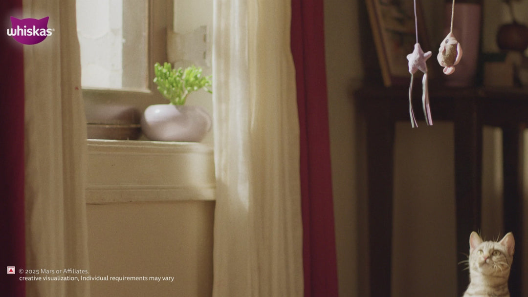 Whiskas Adult Complete Meal Combo |Tuna Dry & Wet Cat Food Cats- Dry food Whiskas