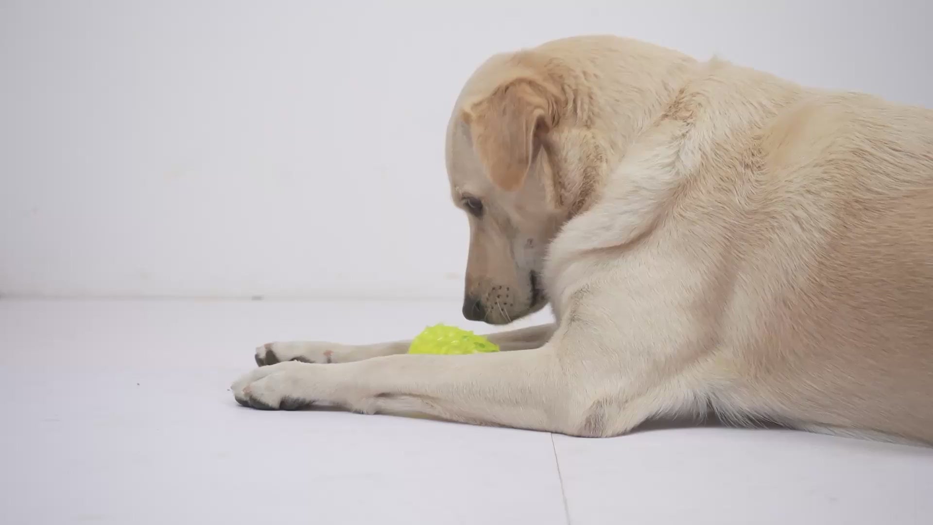 Skatrs Pineapple Shaped Ice Cooling Toy for Dogs & Cats (Yellow) Dogs-Toys Skatrs