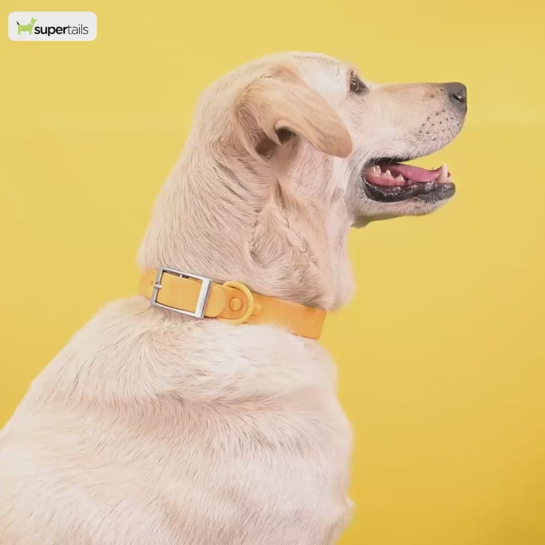 TopDog Premium Leaves Printed Nylon Collar for Dogs (Green)