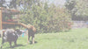 Kong Safestix Rope Toy for Dogs (Green)