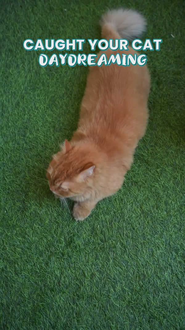 Bark Out Loud by Vivaldis Pillows for Sensitive Gut Cat Treats