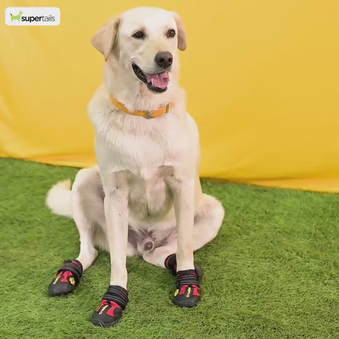 Truelove Reflective Waterproof and TPR Sole Shoes for Dogs (Algiers Blue/Lavender, Set of 4) Dogs-Clothing & Accessories True Love