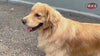 Trixie Premium Collar for Dogs (Ocean) Dogs-Collar, Leashes, harnesses Trixie