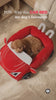 Pets Way Furrari Car Bed for Small Dogs (Neon)