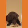 FloofYou Air Dried Chicken Feet Grain Free Chew Dog Treats Dog Treats + Others FloofYou