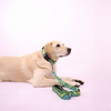 Skatrs Electric Pop Leash for Dogs and Cats Both-Collar, Leashes, harnesses Skatrs