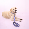 Skatrs Enigma Leash for Dogs and Cats Both-Collar, Leashes, harnesses Skatrs