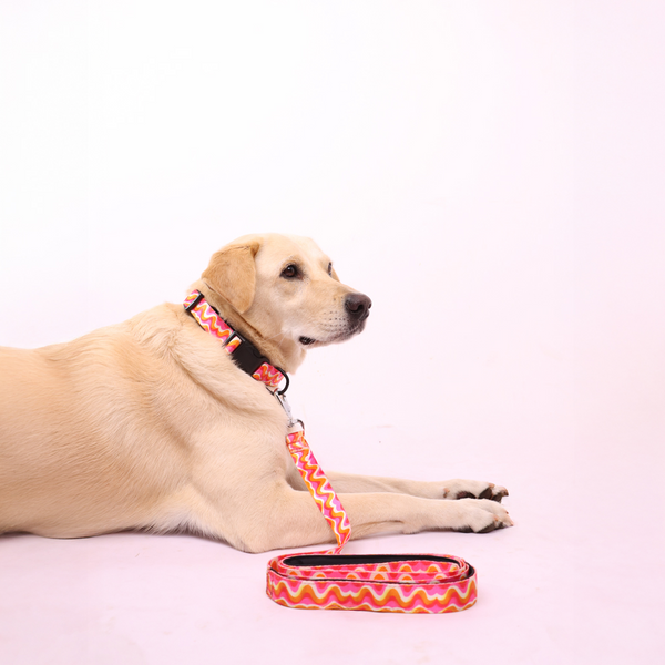 Skatrs Pop Groove Leash for Dogs and Cats