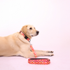 Skatrs Pop Groove Leash for Dogs and Cats Both-Collar, Leashes, harnesses Skatrs