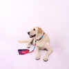 Skatrs Liquid Art Leash for Dogs and Cats Both-Collar, Leashes, harnesses Skatrs