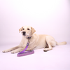 Skatrs Leash for Dogs and Cats (Purple) Both-Collar, Leashes, harnesses Skatrs