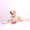 Skatrs Leash for Dogs and Cats (Red) Both-Collar, Leashes, harnesses Skatrs