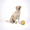 Skatrs Burger Plush Toy for Dogs Both-Toys Skatrs