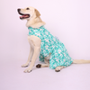 Skatrs Floral Grace Dress for Dogs and Cats (Blue) Both-Clothing & Accessories Skatrs M