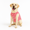 Skatrs Floral Grace Kurta for Dogs and Cats (Pink) Both-Clothing & Accessories Skatrs