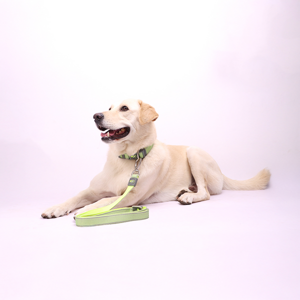 Skatrs Adjustable Collar for Dogs and Cats (Neon Green)