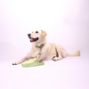 Skatrs Adjustable Collar for Dogs and Cats (Neon Green) Both-Collar, Leashes, harnesses Skatrs