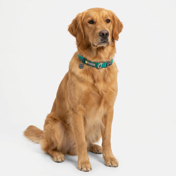 Ruffwear Front Range Collar for Dogs (Aurora Teal)