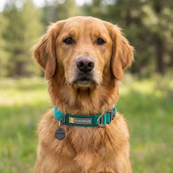 Ruffwear Front Range Collar for Dogs (Aurora Teal)
