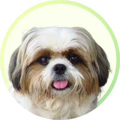 Cat Beds Namma BLR | Supertails